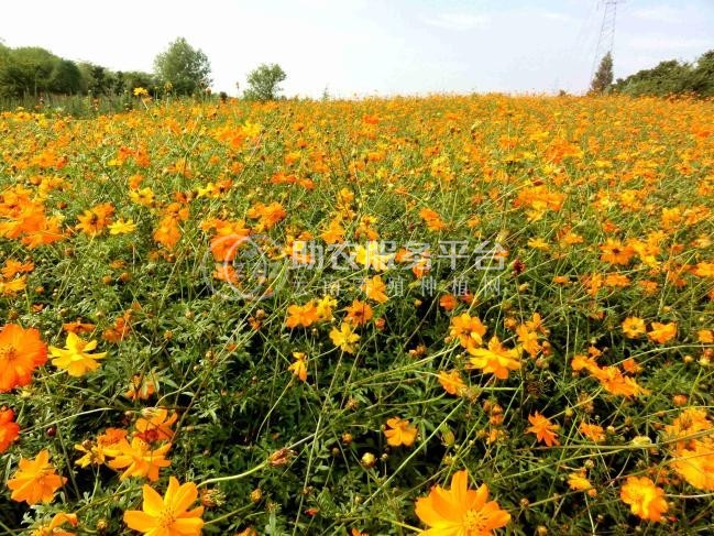 曲靖罗平县众成小油菜种植基地 供应量 30吨图4