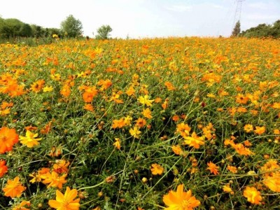 曲靖罗平县众成小油菜种植基地 供应量 30吨图4