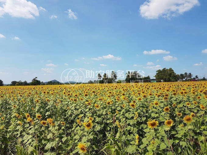 曲靖罗平县众成小油菜种植基地 供应量 30吨图5