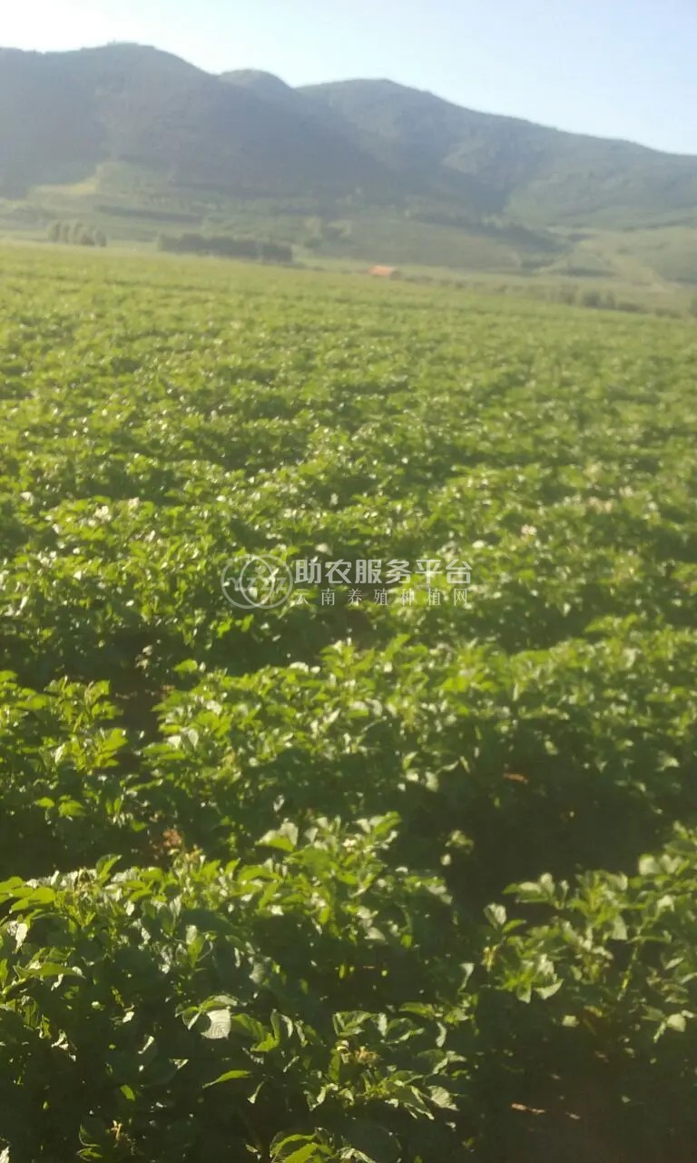 曲靖罗平县众成小油菜种植基地 供应量 30吨图6