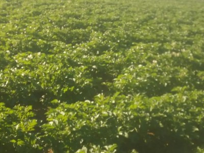 曲靖罗平县众成小油菜种植基地 供应量 30吨图6