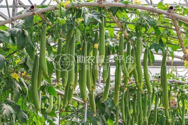 大理祥云县兴秀丝瓜种植基地 供应量 45吨图1