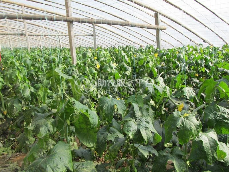 大理祥云县兴秀丝瓜种植基地 供应量 45吨图3