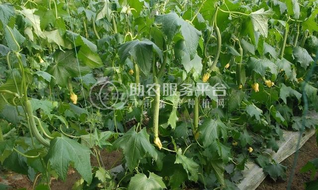 大理祥云县兴秀丝瓜种植基地 供应量 45吨图4