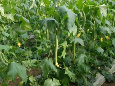 大理祥云县兴秀丝瓜种植基地 供应量 45吨图4