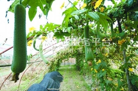 大理祥云县兴秀丝瓜种植基地 供应量 45吨图5