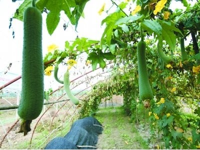 大理祥云县兴秀丝瓜种植基地 供应量 45吨图5
