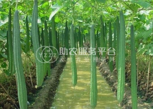 大理祥云县兴秀丝瓜种植基地 供应量 45吨图6