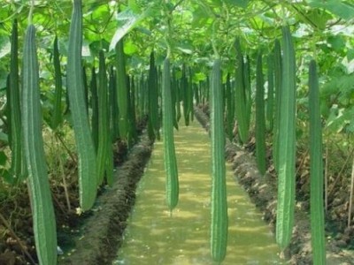 大理祥云县兴秀丝瓜种植基地 供应量 45吨图6