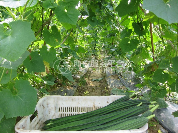 大理祥云县兴秀丝瓜种植基地 供应量 45吨图7