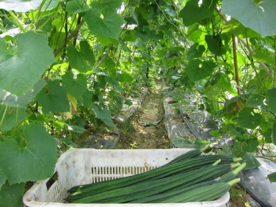 大理祥云县兴秀丝瓜种植基地 供应量 45吨图7