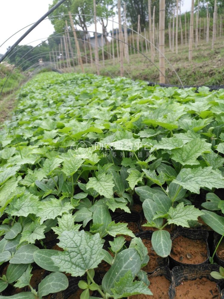 大理祥云县兴秀丝瓜种植基地 供应量 45吨图8