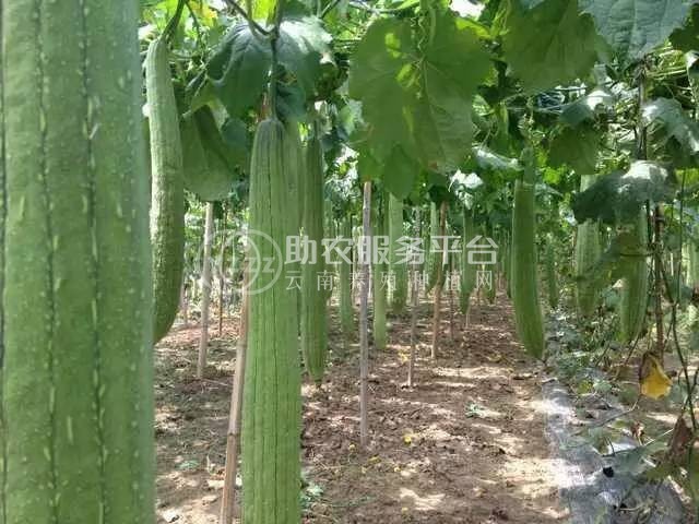 大理祥云县兴秀丝瓜种植基地 供应量 45吨图9