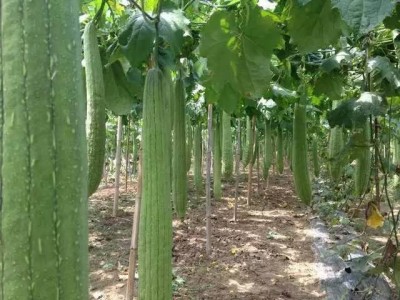 大理祥云县兴秀丝瓜种植基地 供应量 45吨图9
