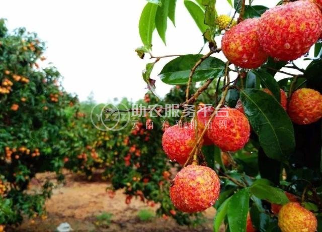 保山荔枝种植基地供应5吨图1