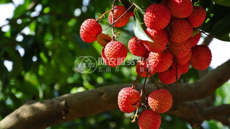 保山荔枝种植基地供应5吨图2