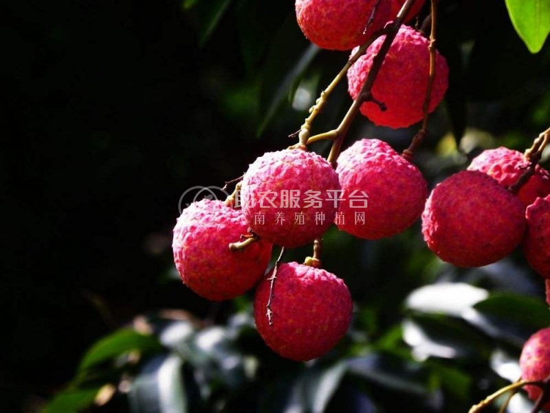 保山荔枝种植基地供应5吨图4