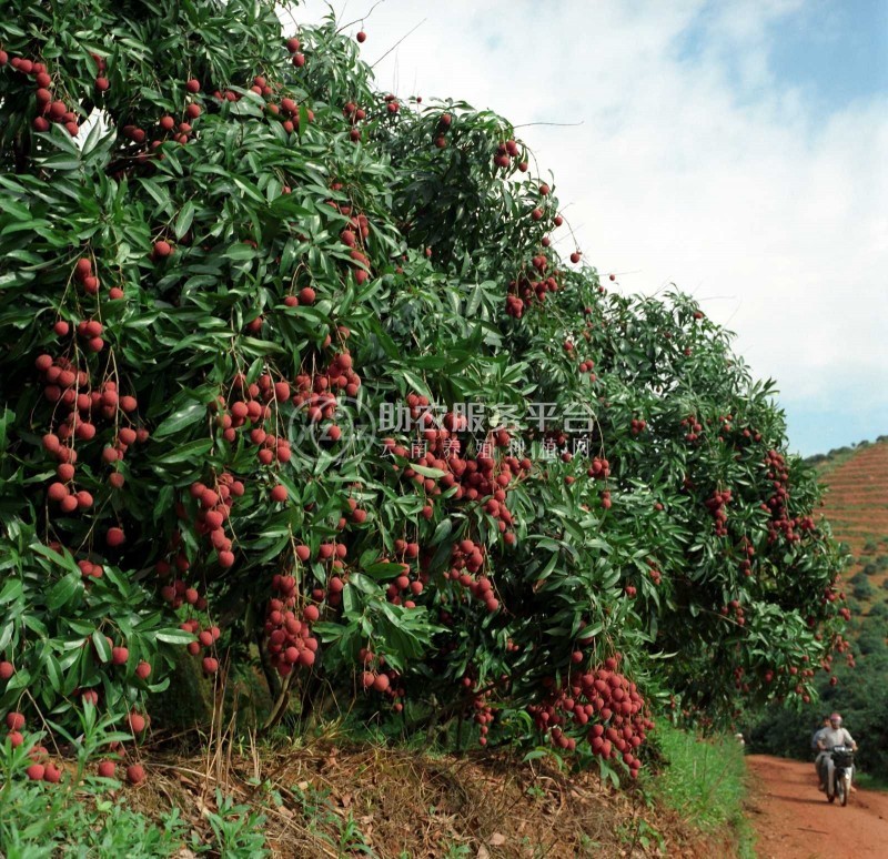 保山荔枝种植基地供应5吨图5