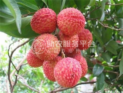 保山荔枝种植基地供应5吨图6