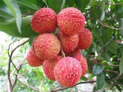 保山荔枝种植基地供应5吨图6