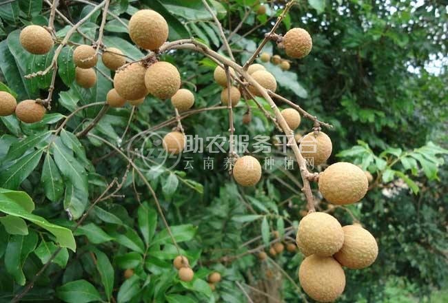 景洪桂圆种植基地供应10吨图2