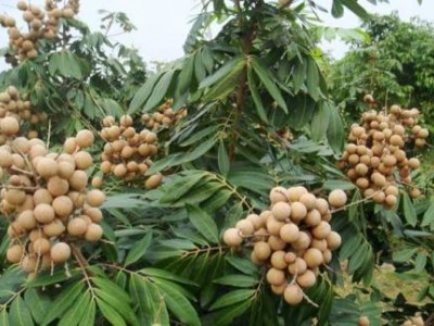 景洪桂圆种植基地供应10吨图3