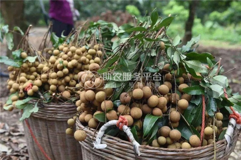 景洪桂圆种植基地供应10吨图4