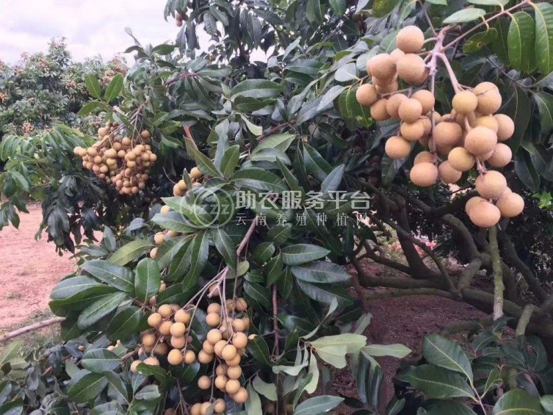 景洪桂圆种植基地供应10吨图5