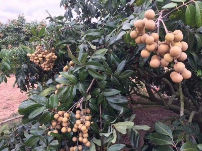 景洪桂圆种植基地供应10吨图5