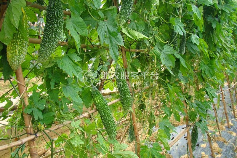 大理弥渡好菜农苦瓜种植基地 供应量 45吨图1
