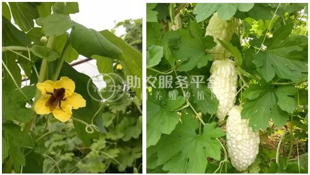 大理弥渡好菜农苦瓜种植基地 供应量 45吨图4