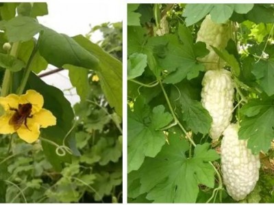 大理弥渡好菜农苦瓜种植基地 供应量 45吨图4