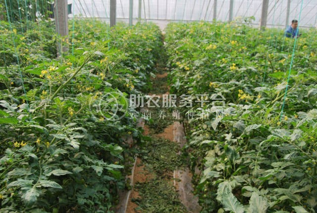 大理弥渡好菜农苦瓜种植基地 供应量 45吨图5
