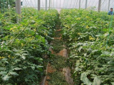 大理弥渡好菜农苦瓜种植基地 供应量 45吨图5