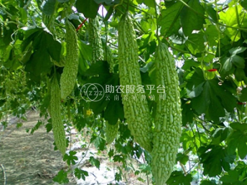 大理弥渡好菜农苦瓜种植基地 供应量 45吨图6