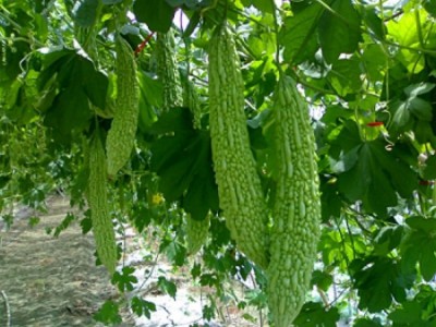 大理弥渡好菜农苦瓜种植基地 供应量 45吨图6