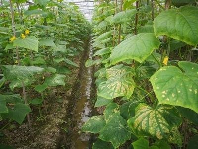 大理弥渡好菜农苦瓜种植基地 供应量 45吨图7