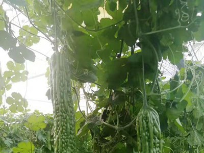 大理弥渡好菜农苦瓜种植基地 供应量 45吨图8