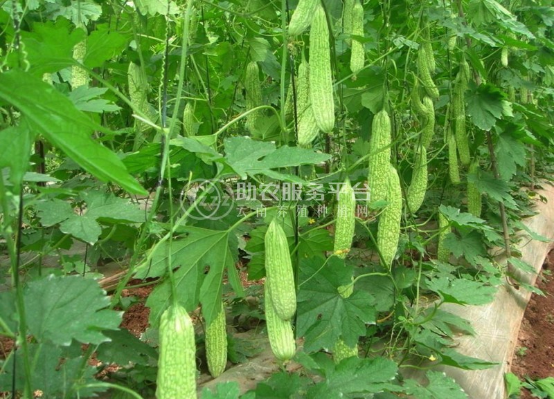大理弥渡好菜农苦瓜种植基地 供应量 45吨图9
