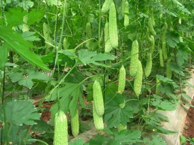 大理弥渡好菜农苦瓜种植基地 供应量 45吨图9