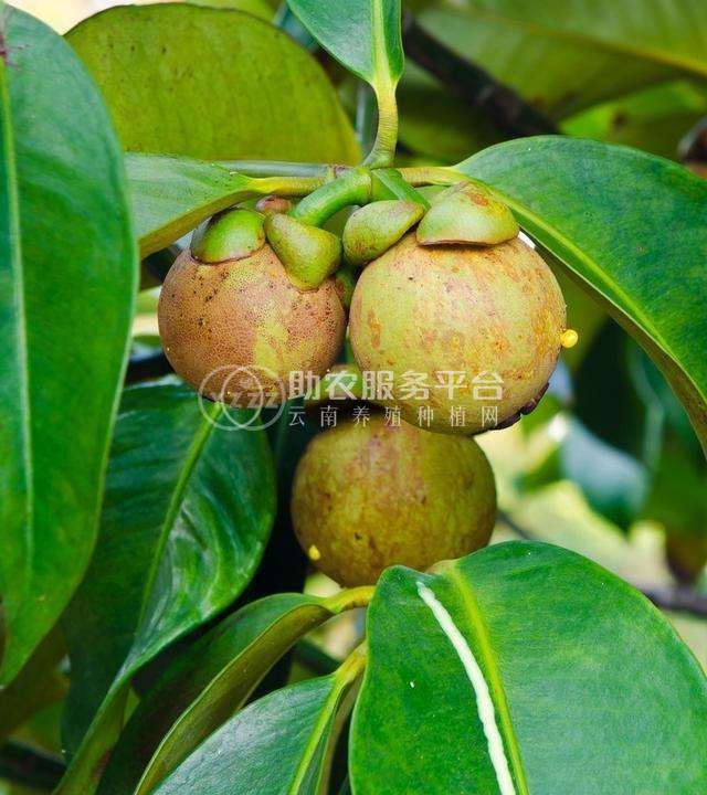 德宏山竹种植基地供应10吨图1