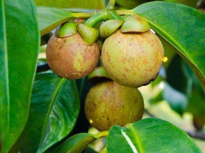 德宏山竹种植基地供应10吨
