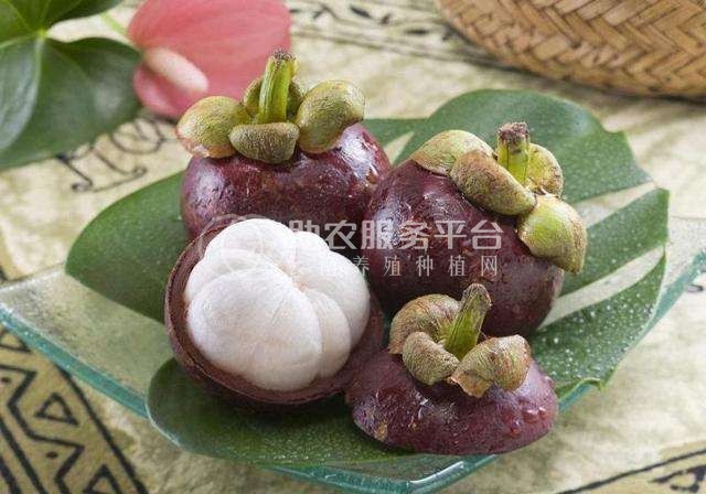 德宏山竹种植基地供应10吨图2