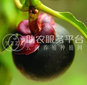 德宏山竹种植基地供应10吨图3
