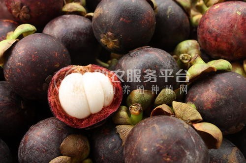 德宏山竹种植基地供应10吨图4