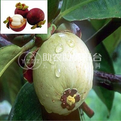 德宏山竹种植基地供应10吨图5