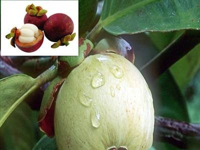 德宏山竹种植基地供应10吨图5
