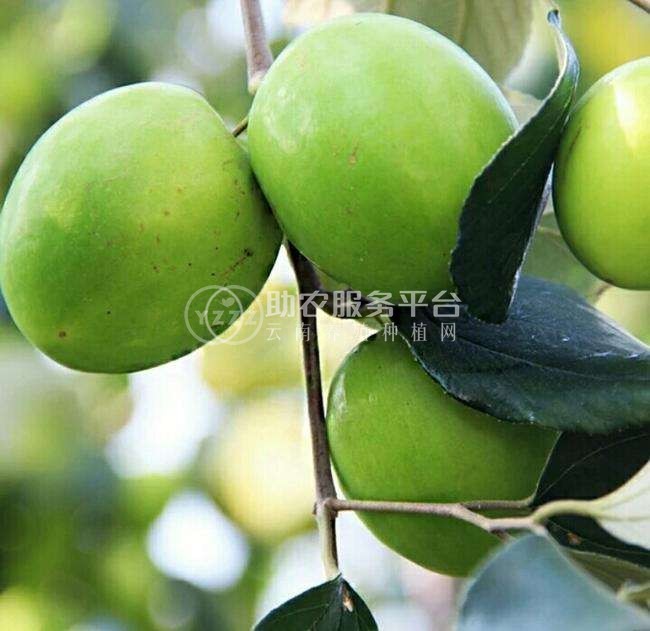 德宏青枣种植基地供应10吨图1