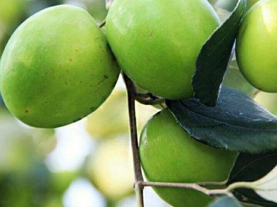 德宏青枣种植基地供应10吨