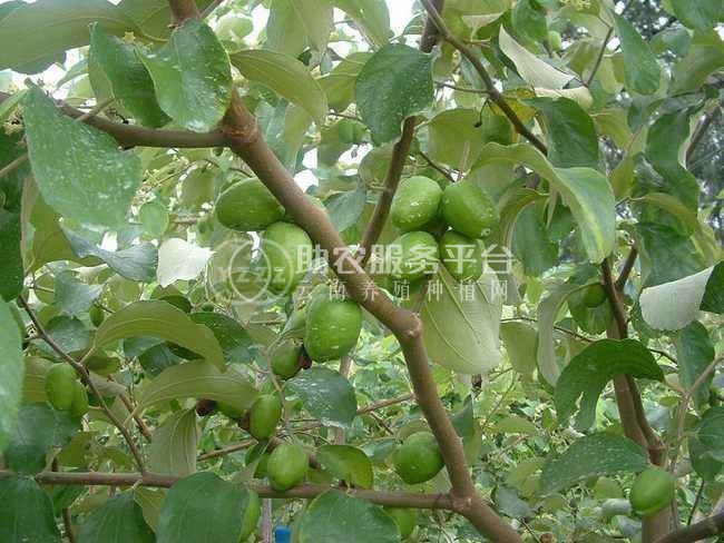德宏青枣种植基地供应10吨图2